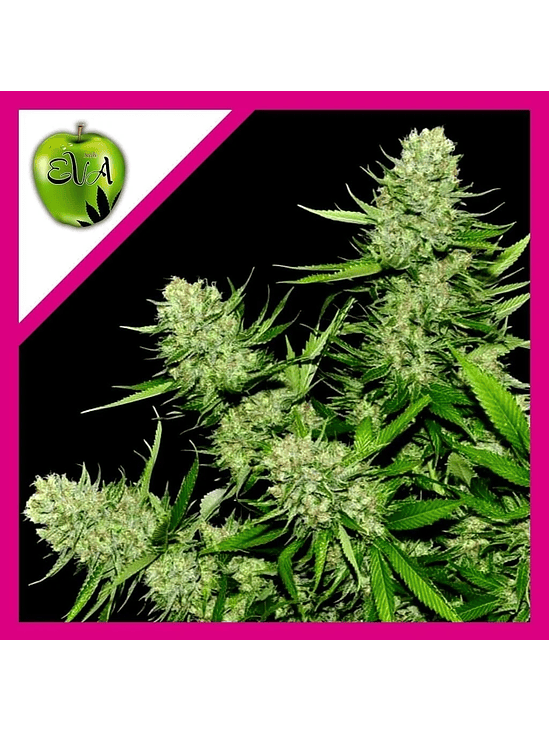 VENENO  FEM X3+1-EVA SEEDS 1