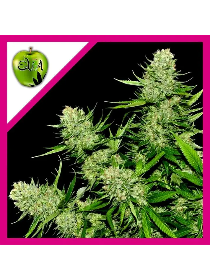 Veneno Fem -Eva Seeds (X3/X3+1) 1