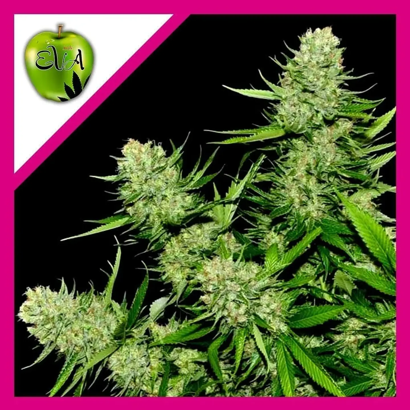 Veneno Fem -Eva Seeds (X3/X3+1) 1