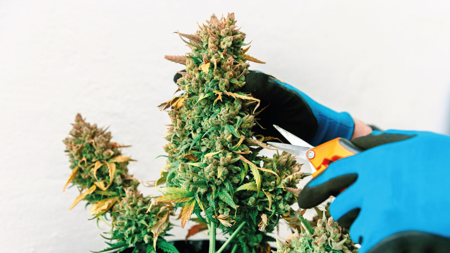 Cuándo cosechar tus plantas de cannabis para obtener distintos efectos