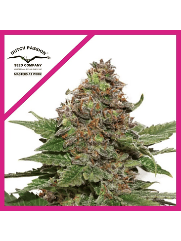 STRAWBERRY COUGH FEM X3+1-DUTCH PASSION 1