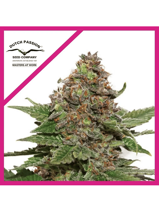 STRAWBERRY COUGH FEM X3+1-DUTCH PASSION 1