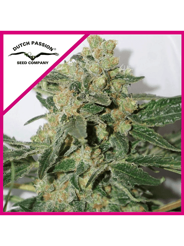 SKUNK N11 FEM X3+1-DUTCH PASSION 1