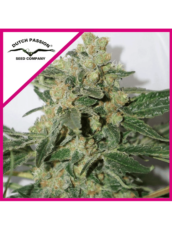 SKUNK N11 FEM X3+1-DUTCH PASSION 1