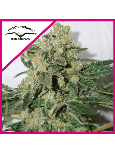 SHAMAN FEM X3+1-DUTCH PASSION 1