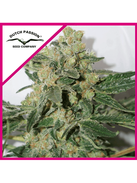 SHAMAN FEM X3+1-DUTCH PASSION 1