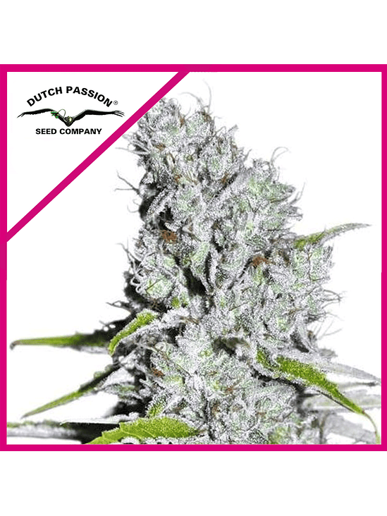 SKUNK HAZE CBD FEM X3+1-DUTCH PASSION 1