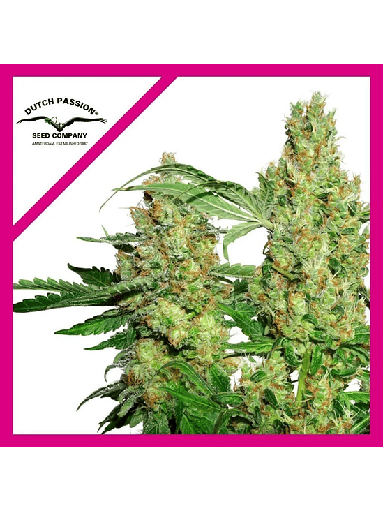 POWER PLANT FEM X3+1-DUTCH PASSION 1