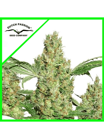 POWER PLANT AUTO X3+1-DUTCH PASSION 1