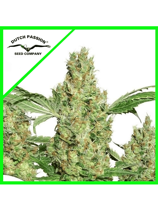 POWER PLANT AUTO X3+1-DUTCH PASSION 1