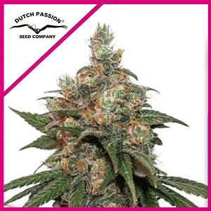 Hifi 4G Fem X3+1-Dutch Passion