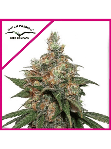 Hifi 4G Fem X3+1-Dutch Passion 1