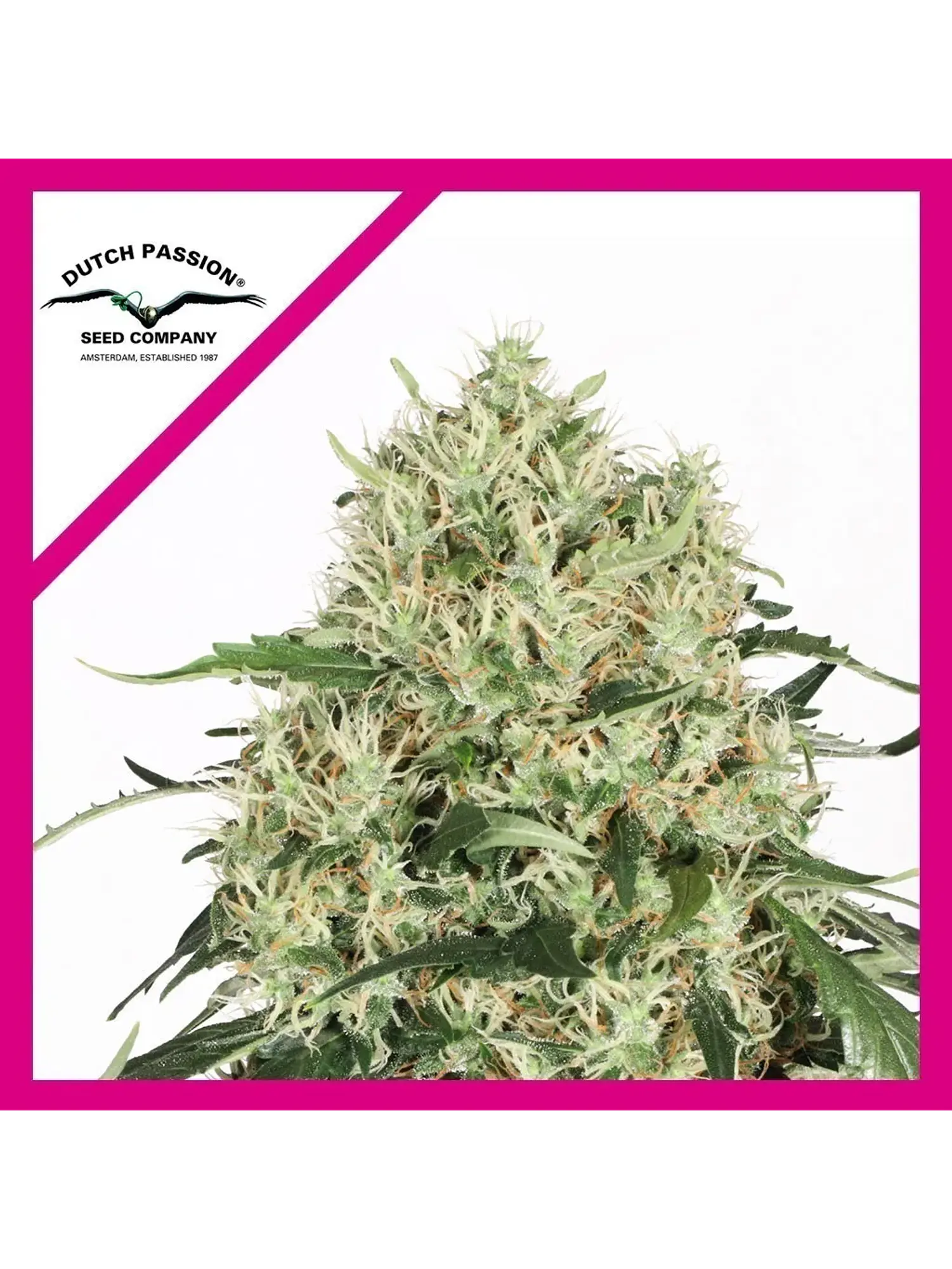 Ultimate Fem X3+1-Dutch Passion 1