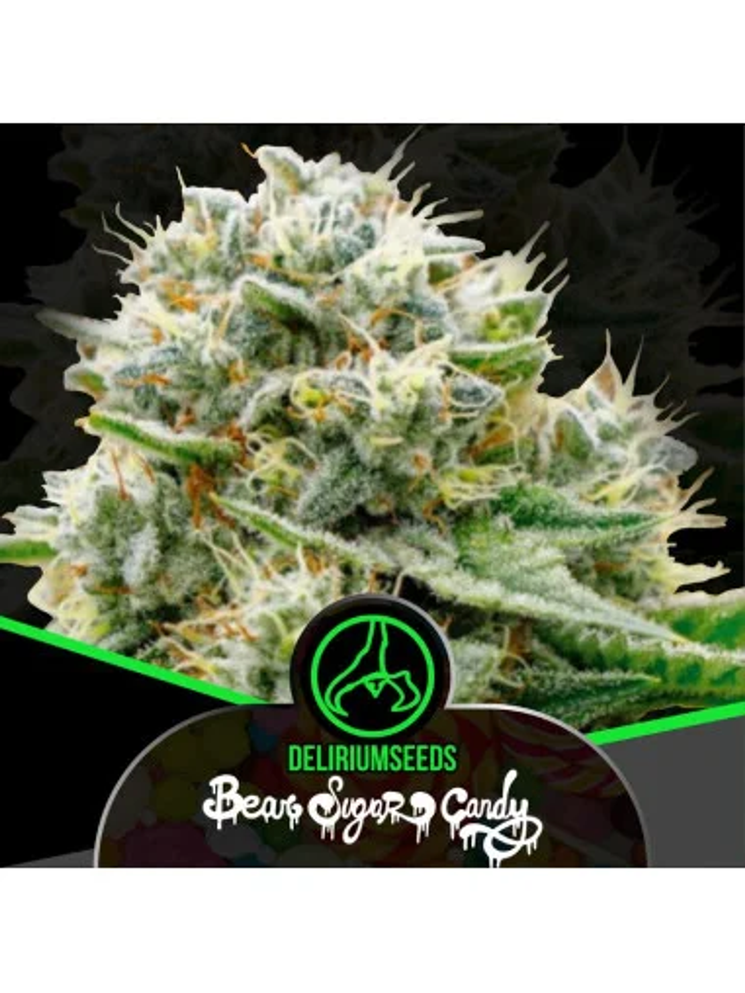 Bear Sugar Candy Fem -Delirium Seeds (X100/X4/X2/X1) 1