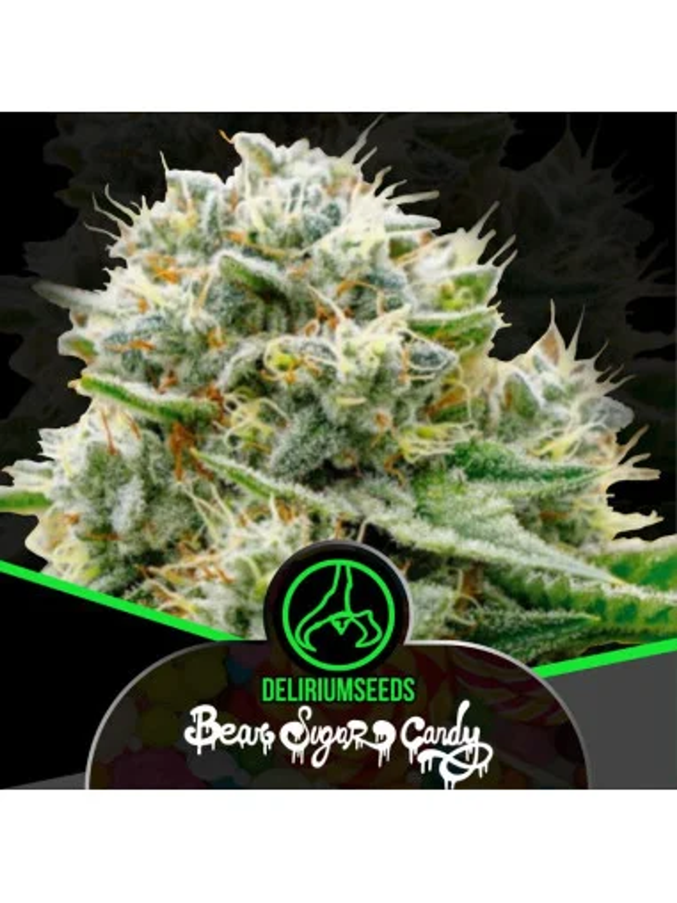 Bear Sugar Candy Fem -Delirium Seeds (X100/X4/X2/X1) 1