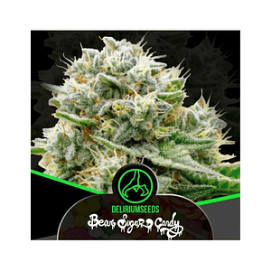 Bear Sugar Candy Fem -Delirium Seeds (X100/X4/X2/X1)