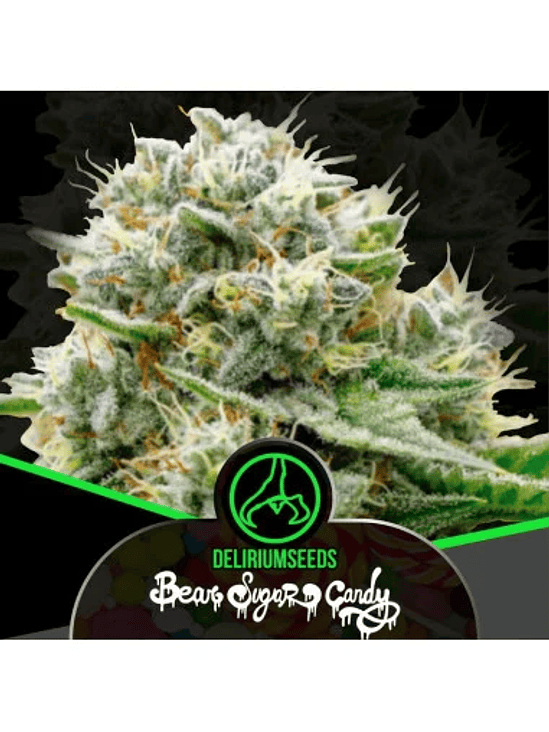 Bear Sugar Candy Fem X100-Delirium Seeds 1