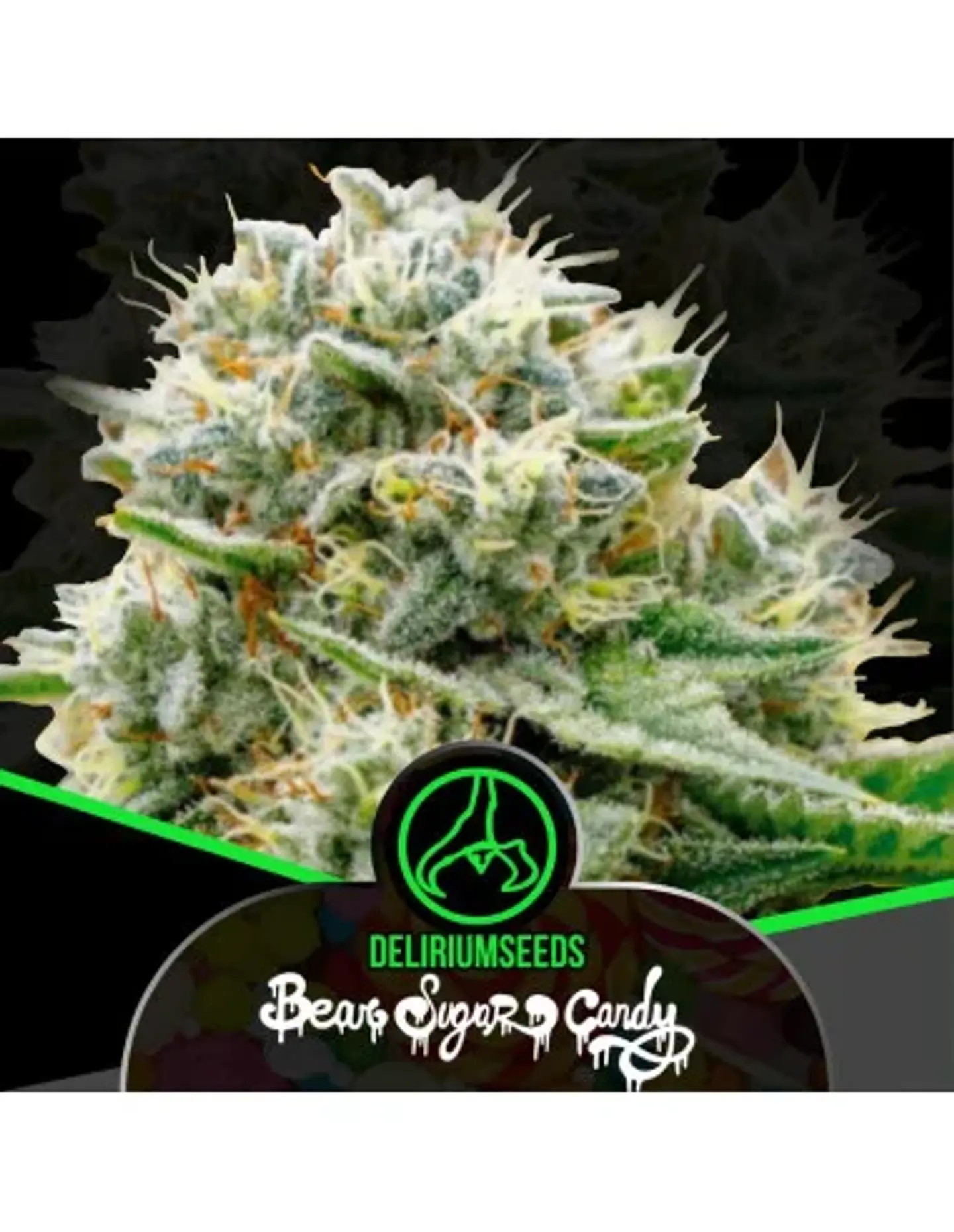 Bear Sugar Candy Fem -Delirium Seeds (X100/X4/X2/X1) 1