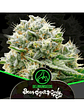 Bear Sugar Candy Fem -Delirium Seeds (X100/X4/X2/X1) - Miniatura 1