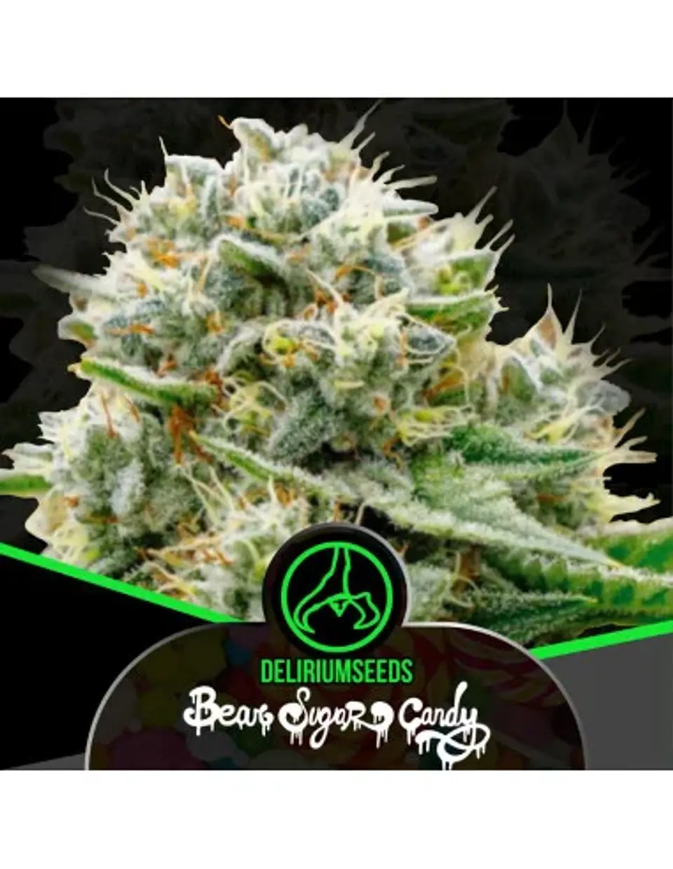 Bear Sugar Candy Fem -Delirium Seeds (X100/X4/X2/X1) 1