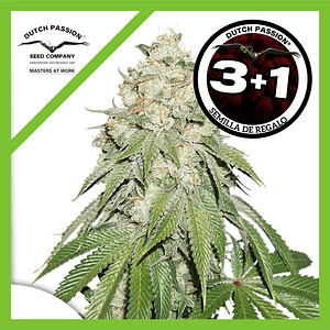 Banana Blaze Fem X3+1-Dutch Passion