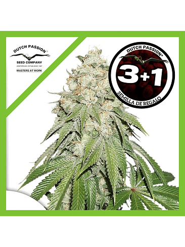 Banana Blaze Fem X3+1-Dutch Passion 1