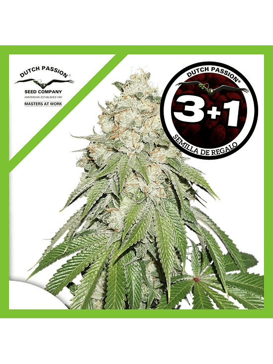 Banana Blaze Fem X3+1-Dutch Passion 1