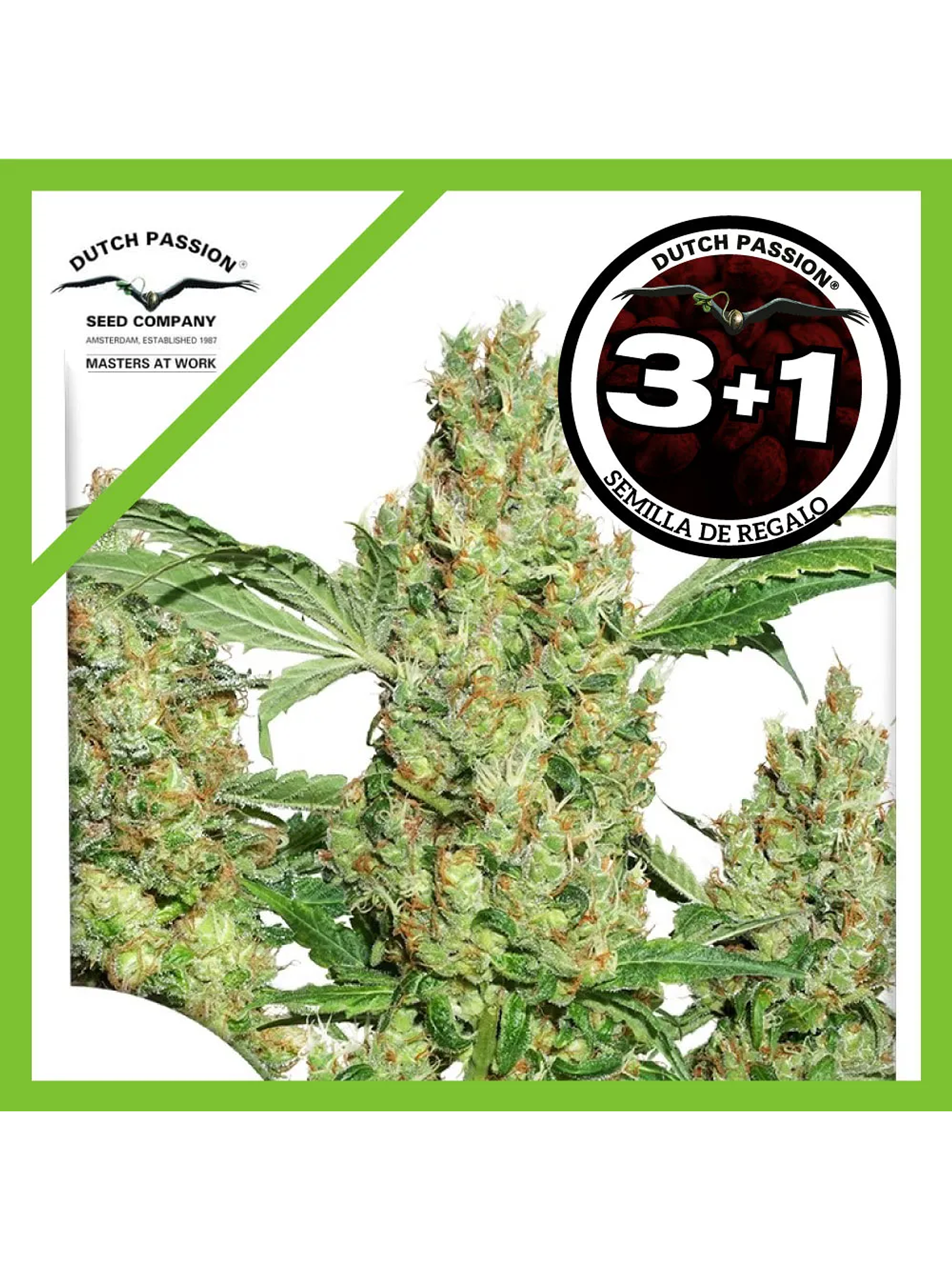 Power Plant Fem -Dutch Passion (X3/X3+1) 1