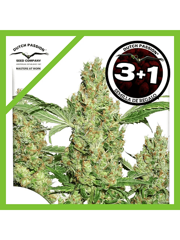 Power Plant Fem X3+1-Dutch Passion 1