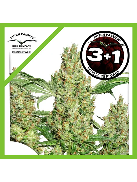 Power Plant Fem -Dutch Passion X3+1 1