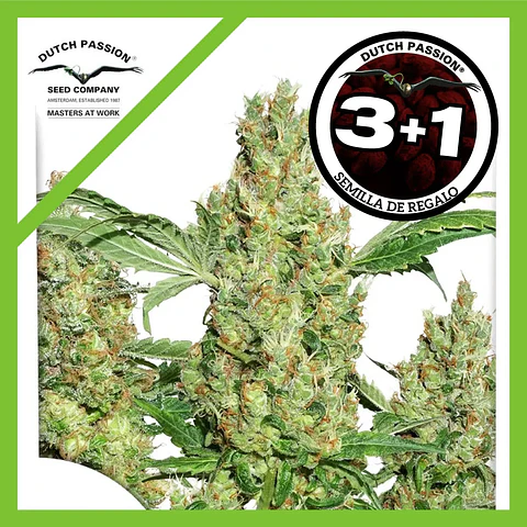 Power Plant Fem -Dutch Passion X3+1