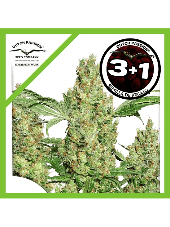 Power Plant Fem X3+1-Dutch Passion 1