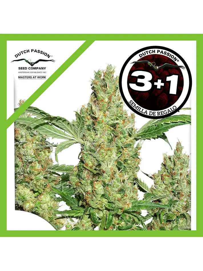 Power Plant Fem -Dutch Passion X3+1 1