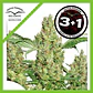 Power Plant Fem -Dutch Passion X3+1 - Miniatura 1