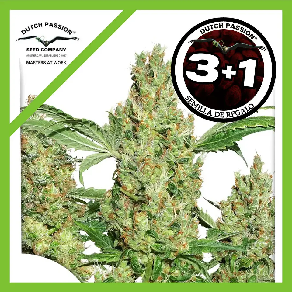 Power Plant Fem -Dutch Passion X3+1 1