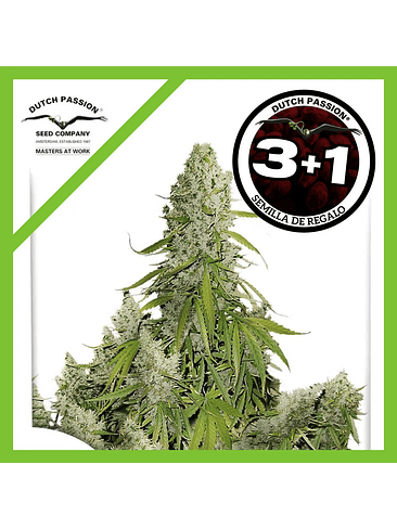 Ultimate Auto X3+1-Dutch Passion 1