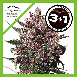 Blackberry Kush Auto X3+1-Dutch Passion