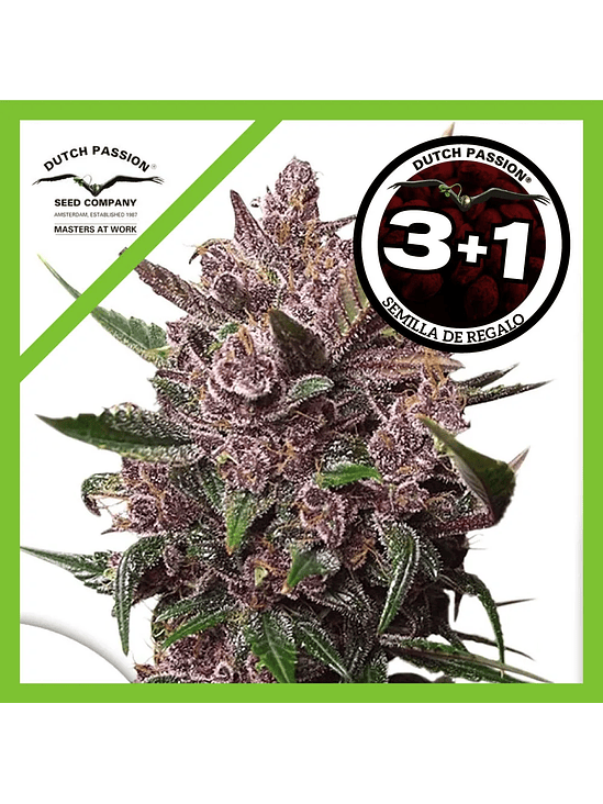 Blackberry Kush Auto X3+1-Dutch Passion 1