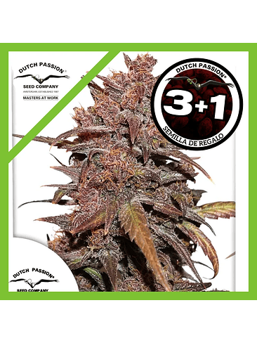 Blackberry Kush Cbd Auto X3+1-Dutch Passion 1