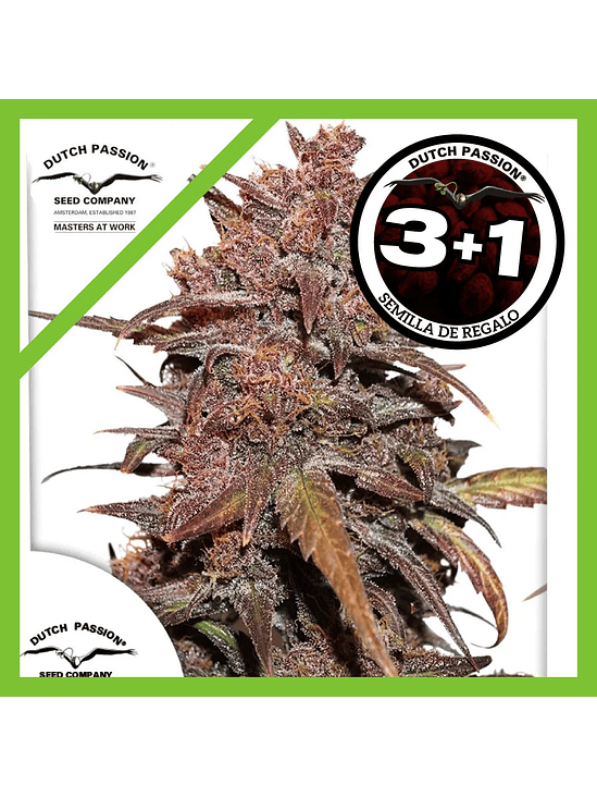 Blackberry Kush Cbd Auto X3+1-Dutch Passion 1