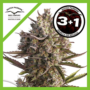 Blueberry Auto X3+1-Dutch Passion