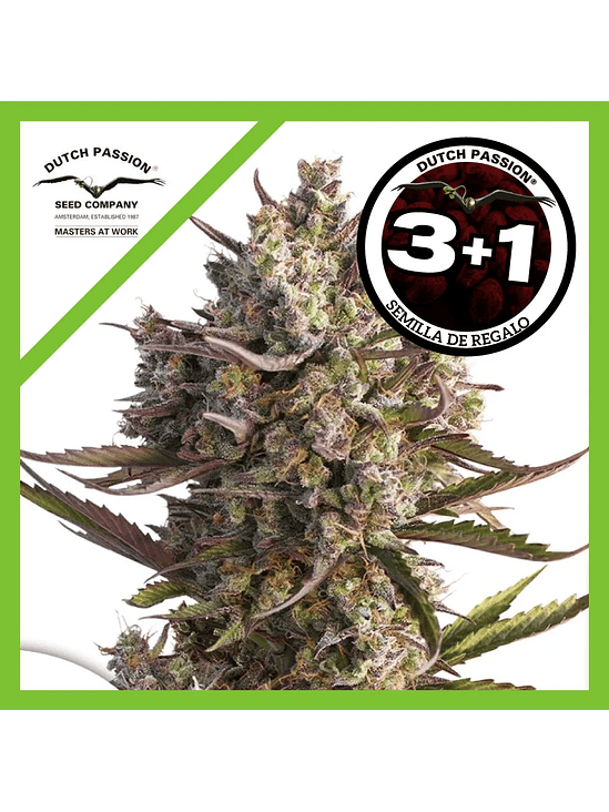 Blueberry Auto X3+1-Dutch Passion 1