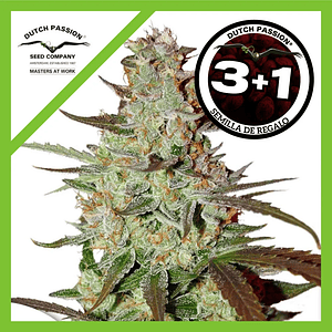 Blue Mazar Auto X3+1-Dutch Passion