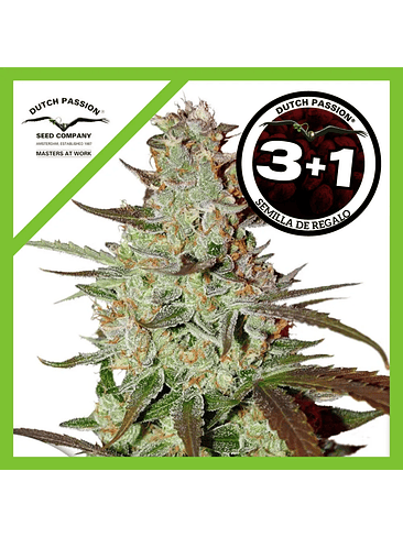 Blue Mazar Auto X3+1-Dutch Passion 1