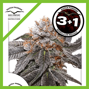 Blue Zushi Fem X3+1-Dutch Passion