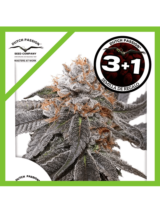 Blue Zushi Fem X3+1-Dutch Passion 1