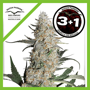 Critical Orange Punch Fem X3+1-Dutch Passion