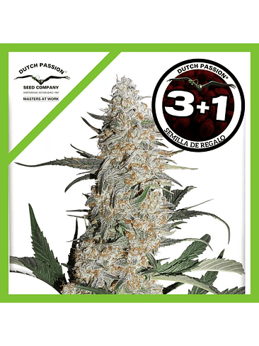 Critical Orange Punch Fem X3+1-Dutch Passion 1