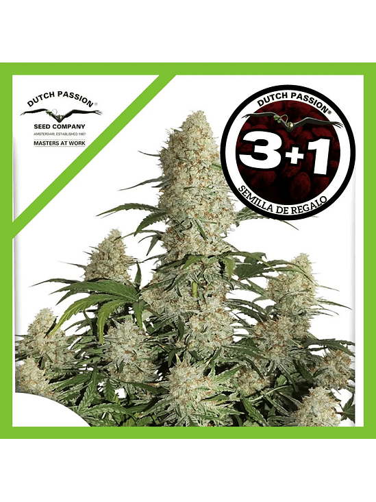 Critical Orange Punch Auto X3+1-Dutch Passion 1