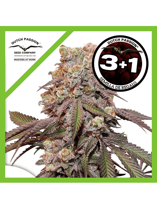 Candy Bubatz Xl Auto X3+1-Dutch Passion 1